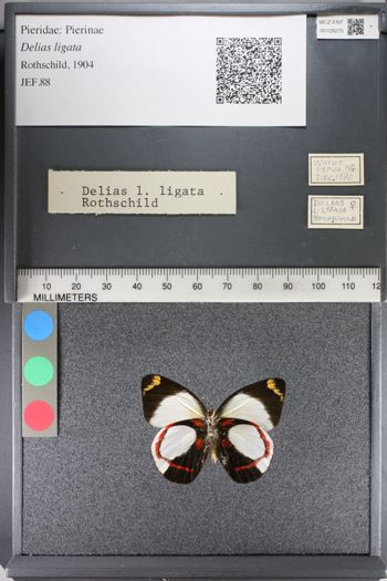 Media type: image;   Entomology 128270